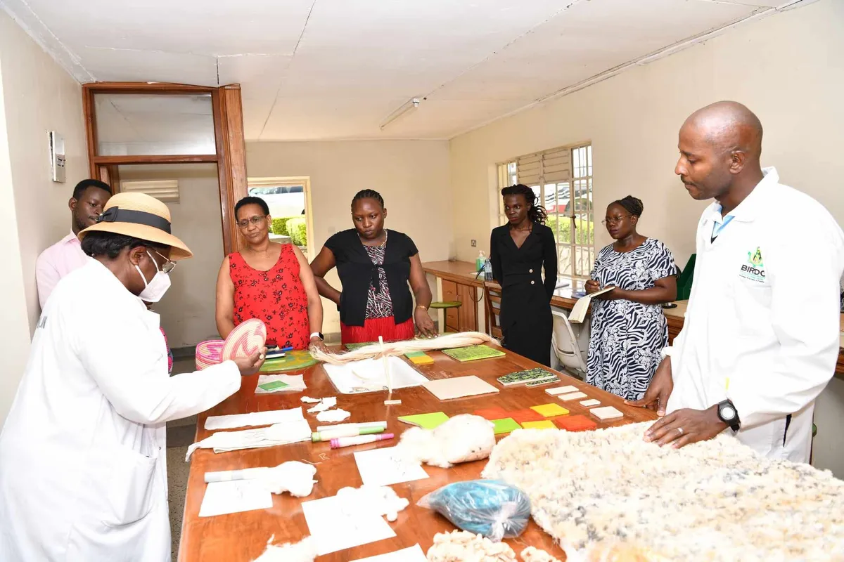 Banana fibre research